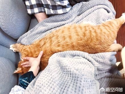 来养一只电子宠物猫:养一只橘猫具体是一种怎样的体验？