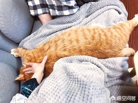 来养一只电子宠物猫:养一只喵星人，需要做好哪些心理准备？