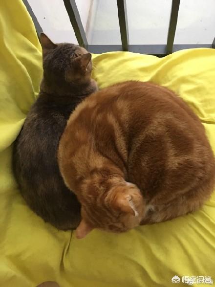 来养一只电子宠物猫:养一只橘猫具体是一种怎样的体验？