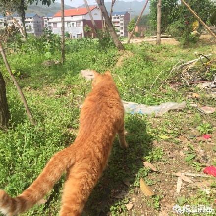 来养一只电子宠物猫:养一只橘猫具体是一种怎样的体验？
