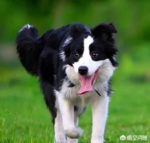 边境牧羊犬图片:为什么有的人不敢养边境牧羊犬？