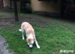 乌鲁木齐宠物狗交易市场:乌市第二次隔离，宠物市场怎么做的？如此多的宠物，难道全饿死？