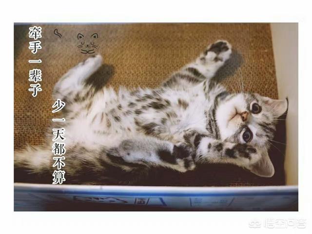 猫奴契约书图片:狮身人面像是埃及人想象出来的还是真有此物？