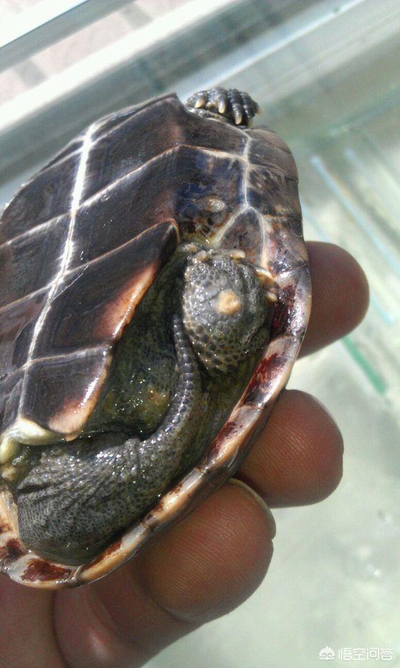 头条问答 - 引起乌龟腐皮的原因有哪些?(9个回答)