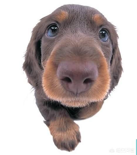 腊肠犬价格:腊肠犬价格多少 春天适合养什么狗呢？什么狗便宜又好养，还是非常不错的伴侣犬？