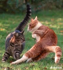 阎妮公猫端母猫的戏:猫咪配猫第一次见打架怎么办？