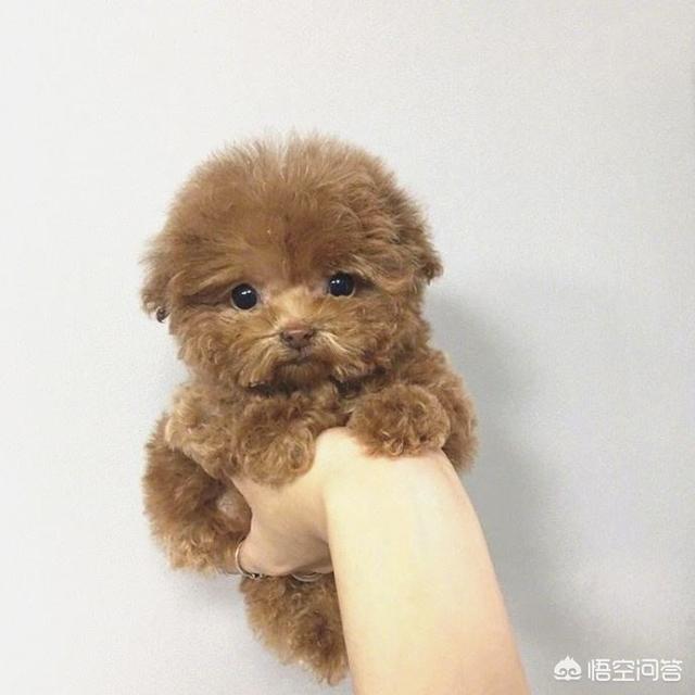 刚满月金毛狗怎么养:刚满月的金毛应该怎么养？ 刚抱回家的金毛狗怎么养