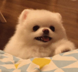 最可爱的博美犬视频:博美犬有什么缺陷？饲养时要注意什么？