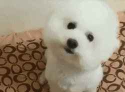 最可爱的博美犬视频:博美犬有什么缺陷？饲养时要注意什么？