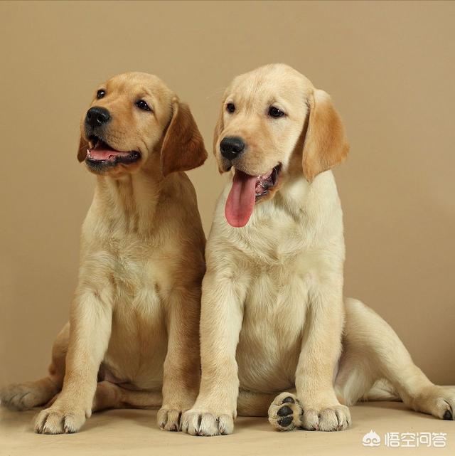 母的拉布拉多好养吗:养拉布拉多犬公的好还是母的好？