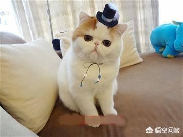 宠物级加菲猫价格:加菲猫与橘猫的混血大约值多少钱？