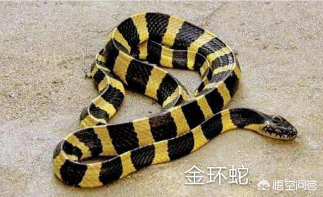 谁发现莽山烙铁头蛇:头是三角形的蛇是什么蛇？