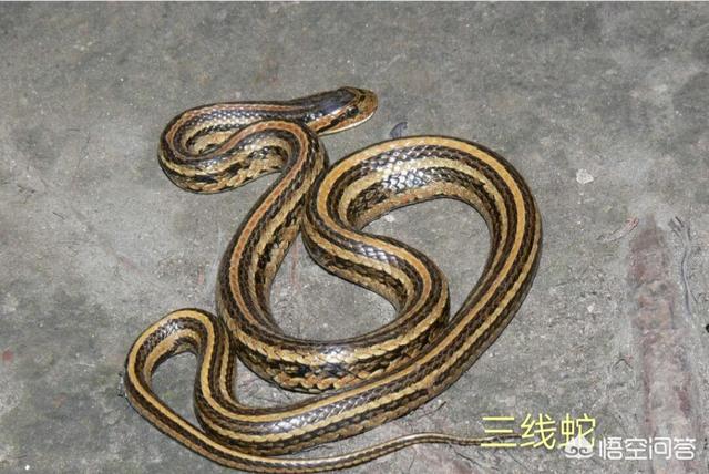 谁发现莽山烙铁头蛇:头是三角形的蛇是什么蛇？