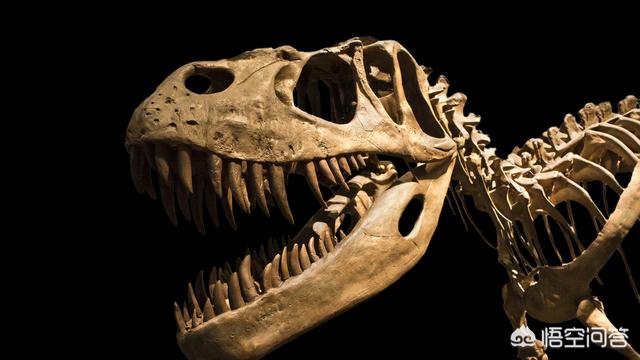 头条问答 - 恐龙牙齿化石有价值吗?(6个回答)