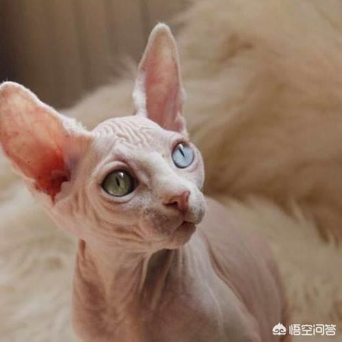 无毛猫:长相奇特的无毛猫，为什么还有人买它？