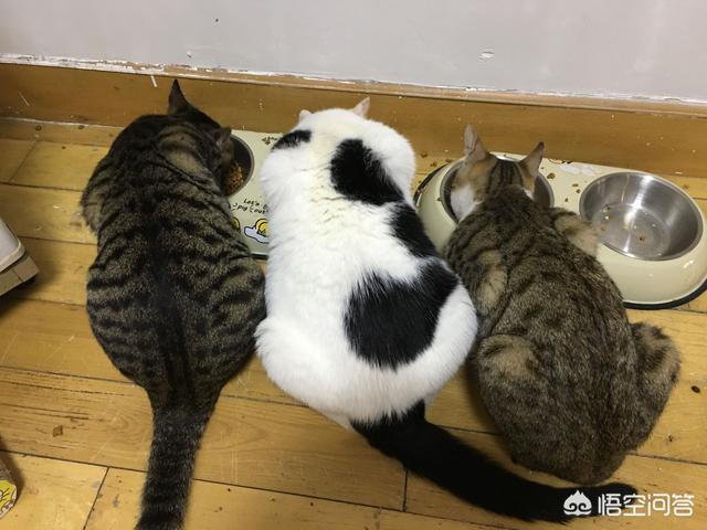 猫不吃雪诗雅罐头:猫不吃肉也不吃鱼，这是怎么回事？