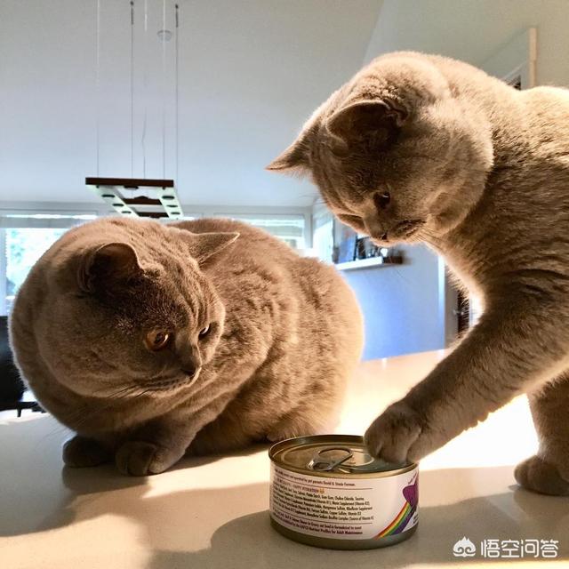 生骨肉 猫咪有约:给猫喂生肉还是熟肉好呢？