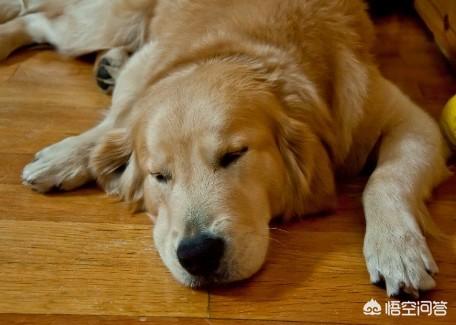 流鼻涕是狂犬病的早期症状:狗狗生病前一般有什么症状？ 狂犬病的症状会流鼻涕吗