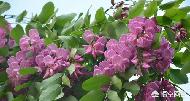 头条问答 所有槐花都能吃吗 7个回答