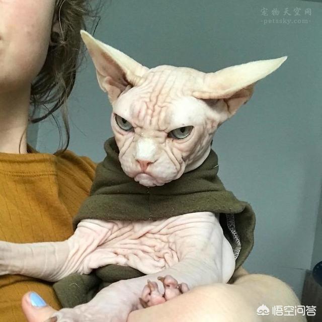 加拿大无毛猫:为什么会有人喜欢养加拿大无毛猫