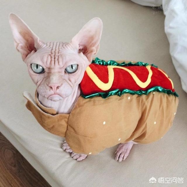 加拿大无毛猫:为什么会有人喜欢养加拿大无毛猫