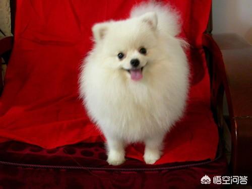 松狮犬图片:宠物狗用的染毛剂安全吗？