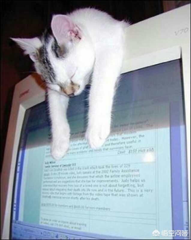 猫咪睡在猫砂盆:猫在什么情况下会拉在猫砂盆外边？