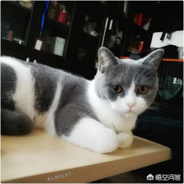 孟买猫咬人:5个月的猫咪爱咬人，该怎么办？