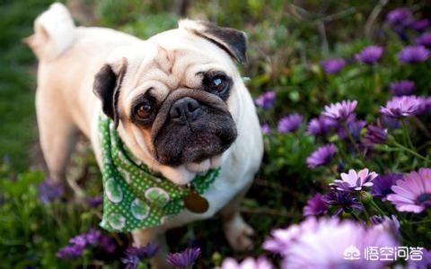 巴哥犬的喂养:饲养的巴哥犬掉毛很厉害，是什么原因导致的？
