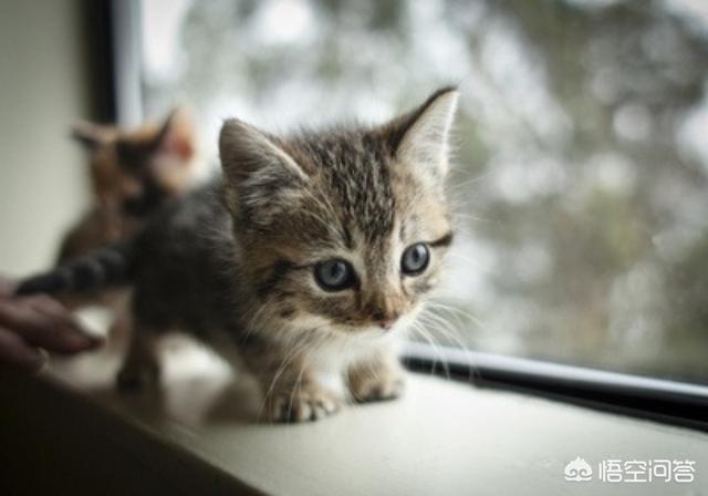 幼猫 信必治:幼猫得了猫鼻支怎么办？猫鼻支用什么药能痊愈？