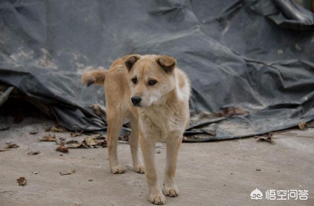 犬姊妹:为什么大多数的狗那么忠诚？