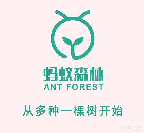 蚂蚁森林277号林没有树吗，支付宝蚂蚁森林种下的树，在现实中长什么样