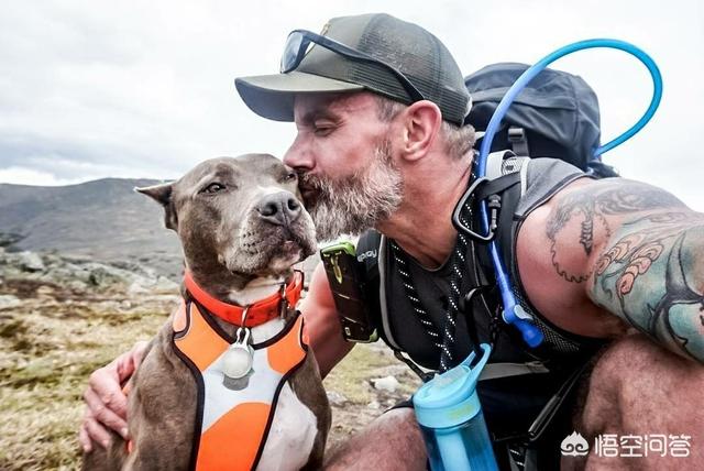 世界十大护卫犬图片:全世界最具护卫的犬种是哪一种？