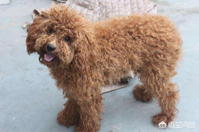 宠物犬:把宠物狗当作土狗养会怎么样？ 宠物犬类品种大全
