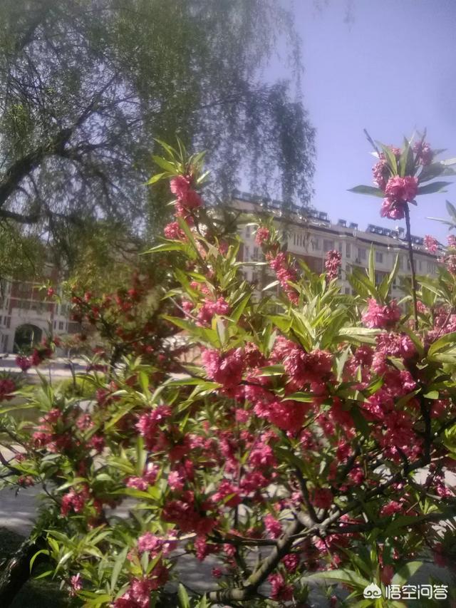 欧洲音乐之父:西方交响乐的发展史和中国古诗词的发展史有什么惊人的相似之处？