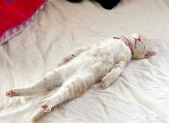 猫救小主人:在旅途中救了一只刚满月的小猫是就地送人还是自己带回家喂养？