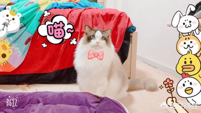 猫图:大家有没有用过自家猫咪图片做手机壁纸？ 猫图片大全可爱图片