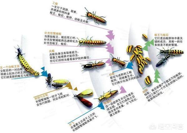 郑宏伟:如何看待西安东关南街一小区飞虫“成灾”