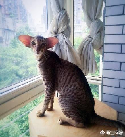 异国短毛猫:东方短毛猫的审美标准是怎样的？