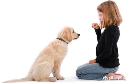 狗狗什么时候开始认主？插图42