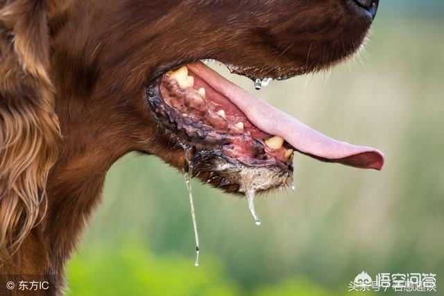 家狗的狂犬病症状:有狂犬病的狗状态是怎么样的？