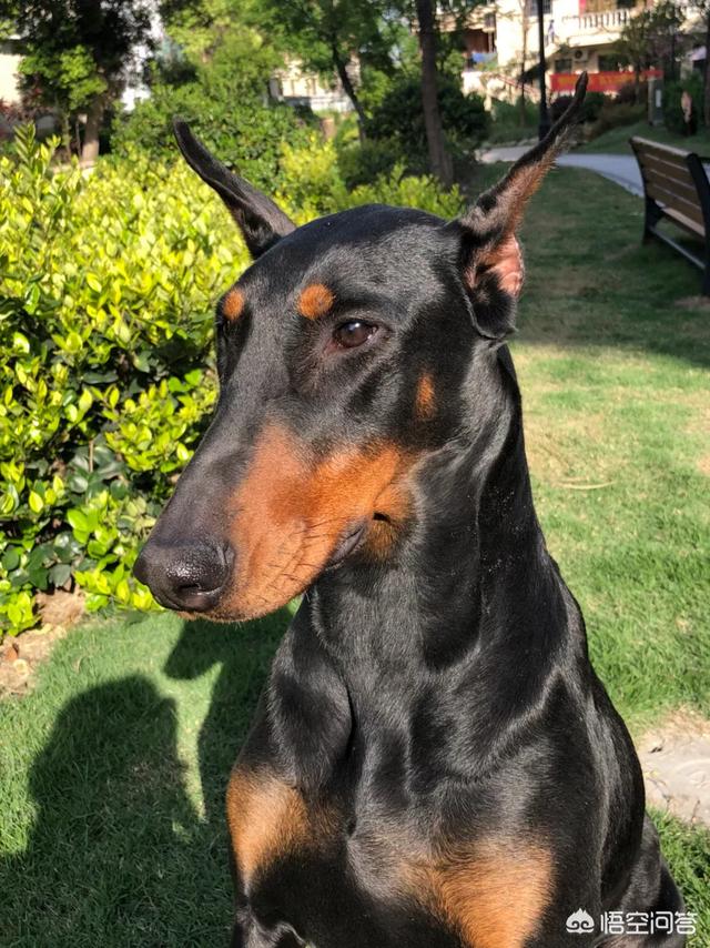 悟空问答 杜宾犬最容易得什么疾病 杭州道格训犬的回答 0赞