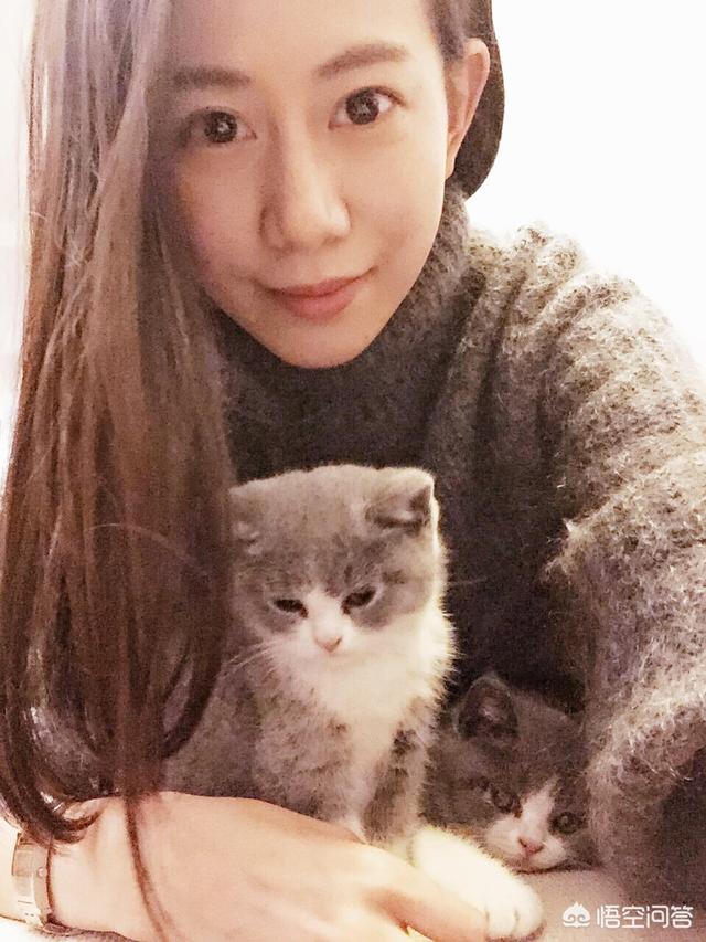 小萌猫红小胖:养一个胖猫是一种怎样的体验？