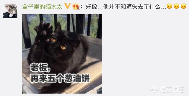 狗民团购什么时候更新:猫咪绝育之后有什么变化吗？