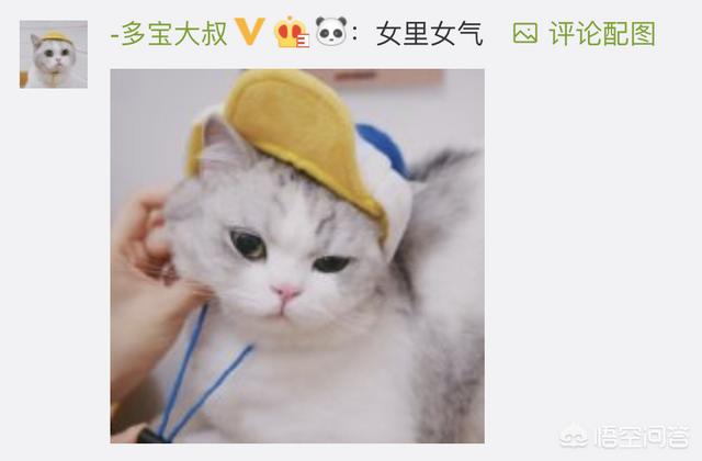 狗民团购什么时候更新:猫咪绝育之后有什么变化吗？