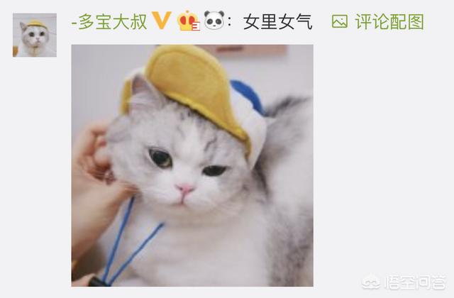 猫咪绝育惊呆了:猫咪绝育后，自己知道吗？ 猫咪绝育好还是不绝育好