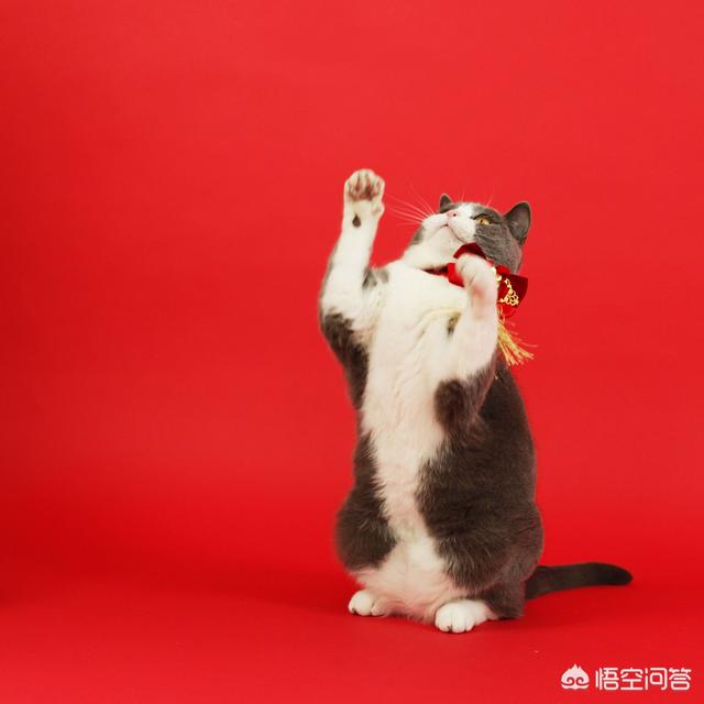 小萌猫红小胖:养一个胖猫是一种怎样的体验？