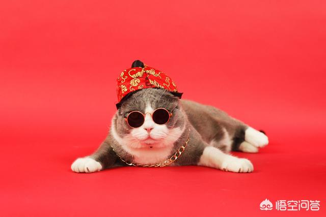 小萌猫红小胖:养一个胖猫是一种怎样的体验？