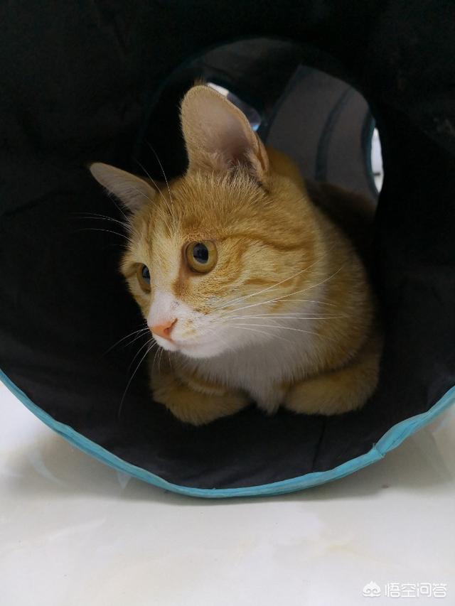 母猫绝育伤口一般多大?:母猫最小多大可以做绝育？