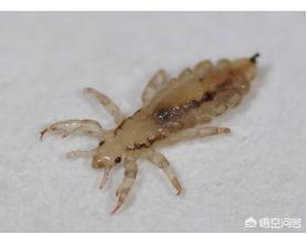 介助犬的遗言全集中文字幕:狗狗身上有多少种寄生虫？